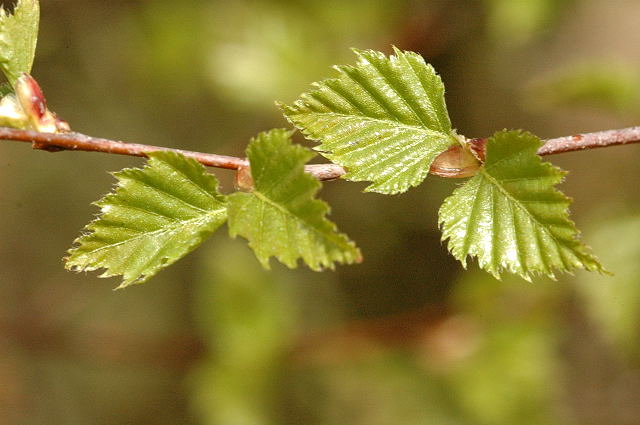 Betula_pendula_paper.jpg