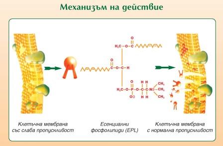Механизъм на действие