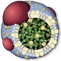  HDL-    