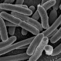     E.coli   -   