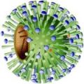        H1N1 