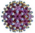 Entecavir    HBV ,   lamivudine