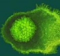 HHV-6       