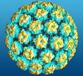     HPV       