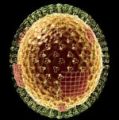        Tamiflu  Relenza