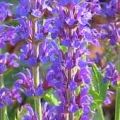  / Salvia Officinalis