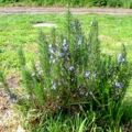  /Rosemarinus officinalis/