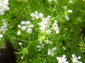  / Anthriscus cerefolium
