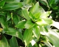   / Callisia Fragans
