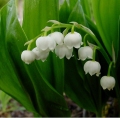   / Convallaria majalis 