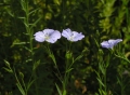  / Linum usitatissimum