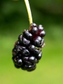  / Morus nigra