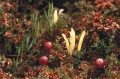  / Oxycoccus quadripetalus