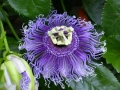  / Perilla frutescens