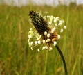  / Plantago lanceolta /  Plantago major