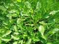  / Rumex acetosa 