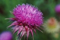   / Silybum marianum