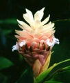  / Zingiber officinale