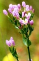   / Centaurium erythraea 