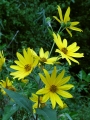   / Helianthus tuberosus