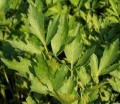 ,  / Levisticum Officinalis