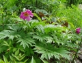   / Paeonia anomala