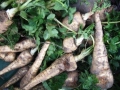 ,  / Petroselinum crispum 