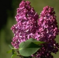  / Syringa
