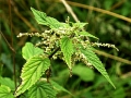  / Urtica Dioica