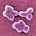     ,   Acinetobacter baumannii