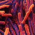          Clostridium difficile.