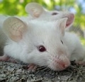 Rapamycin    