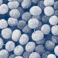       MRSA