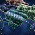   siRNA  HIV   