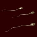 Високият прием на мазнини е свързан с ниско качество на спермата