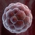 Майчината мастна тъкан уврежда развитието на ембриона