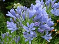 Синя лилия / Agapanthus africanus