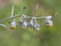 Пелин, обикновен / Artemisia absinthium