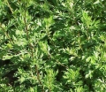 Див пелин / Artemisia vulgaris