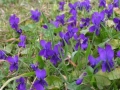 Теменуга  / Viola odorata  / Viola tricolor