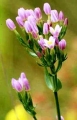 Малкият репей / Centaurium erythraea 