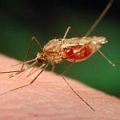 Железният дефицит предпазва децата от малария